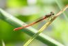 Ceriagrion tenellum